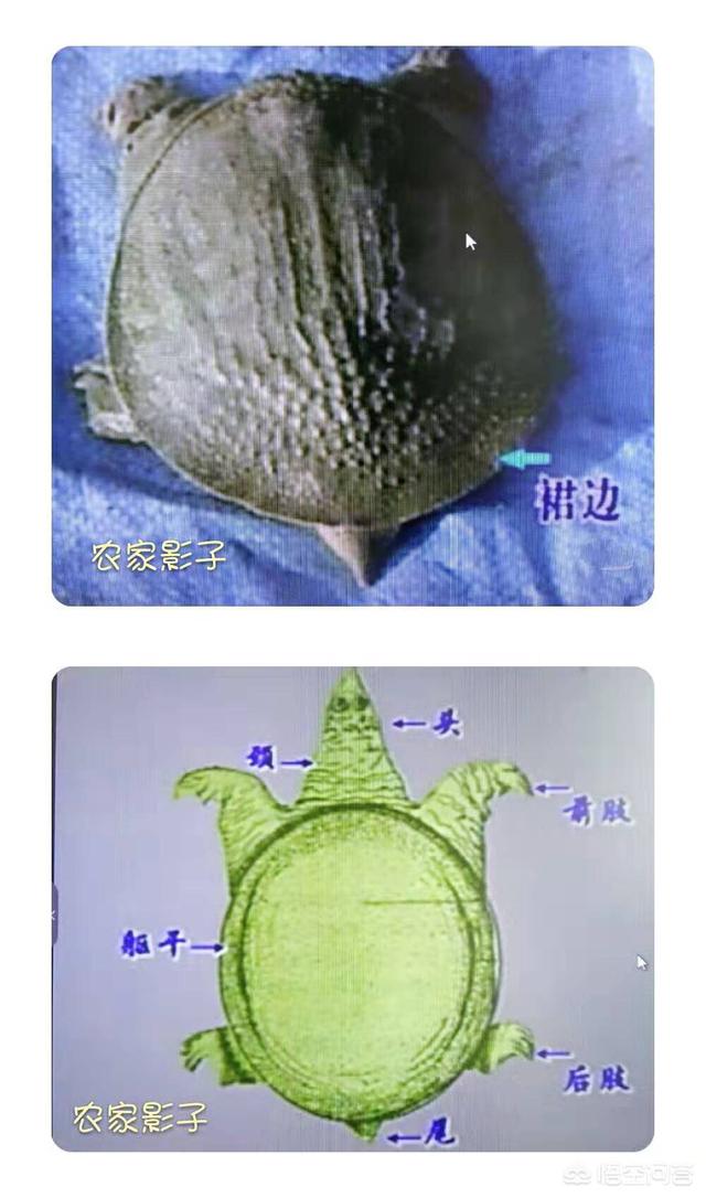 广西珍珠鳖苗养殖场:水田地里能不能养甲鱼？要怎么养？