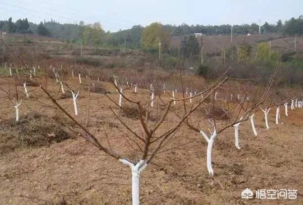 铁丝虫:老桩雀梅盆景有蛀虫怎么办？