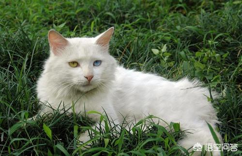 狮猫是怎么运用:狮子猫尿频尿急要及时对付吗，狮子猫尿频尿急会好吗？