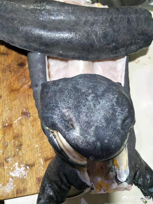 大鲵图片:娃娃鱼怎么做既方便又好吃