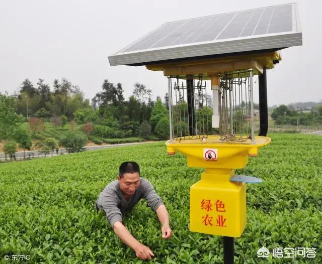 茶杯约克夏和普通的有什么不同:茶杯约克夏和普通的有什么不同 迷你茶杯犬是不是全世界上最小的犬种？