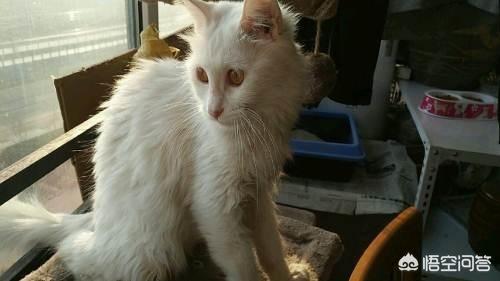 狮猫是怎么运用:狮子猫尿频尿急要及时对付吗，狮子猫尿频尿急会好吗？