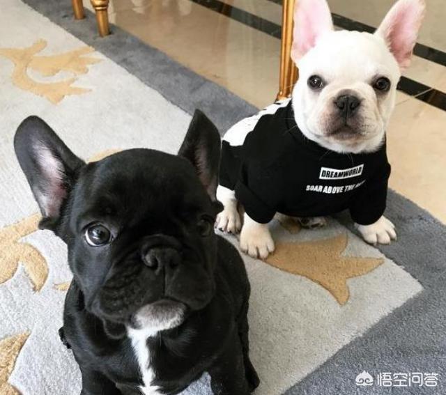 法国斗牛犬性格亲人:狗狗能看出主人性格？哪些狗狗看出主人哪些性格？