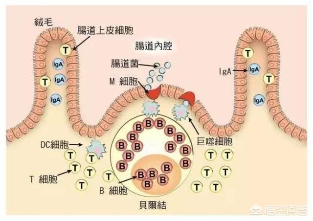 春天感染性腹泻病:春季腹泻又双叒叕来了，妈妈该如何应对？