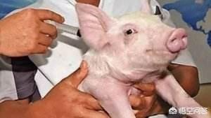 兽用狂犬疫苗种类:在农村养猪常用的疫苗有哪些？如何正确使用疫苗？