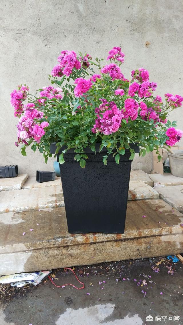 家养月季花栽培:请教，灌园种花大叔，；园土种月季注意事项有哪些？