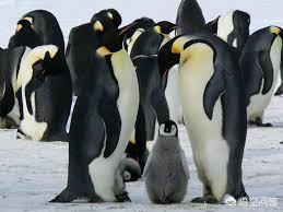 企鹅在哪个极，企鹅和北极熊都处在极寒地带，为何企鹅不是全白色？