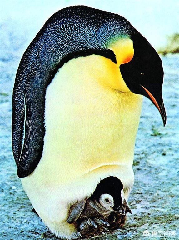 企鹅在哪个极，企鹅和北极熊都处在极寒地带，为何企鹅不是全白色？