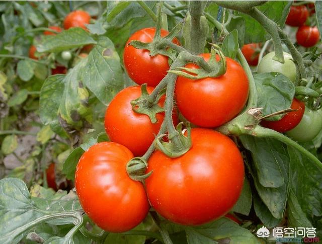 如何种植番茄(番茄种植技术)