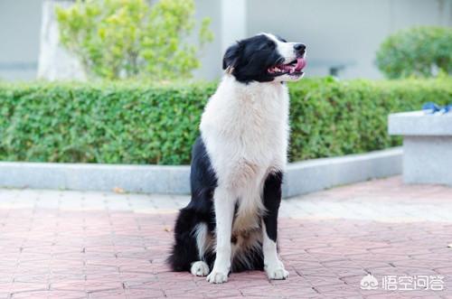 阿尔萨斯牧羊犬图片:牧羊犬走路腿没力气该怎么办？