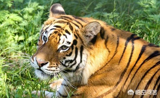 野生大熊猫误入水电站落水:为什么吃过人的老虎一定要杀死？