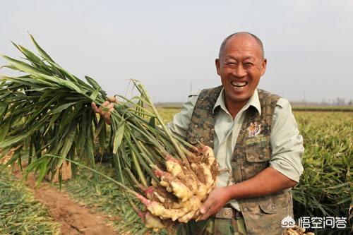 生姜种植利润怎么样，现在在农村种植生姜，亩产多少？效益如何？