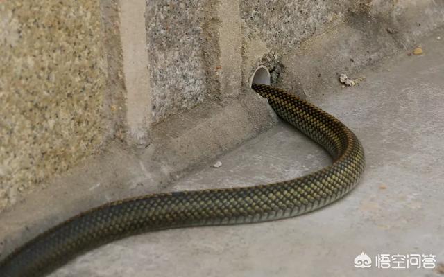 中国蛇村子思桥村，在农村房子里遇到蛇，怎么办？