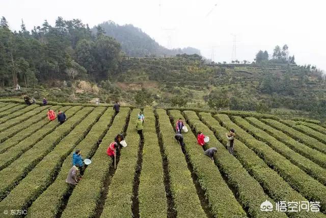 创业茶，现在开茶叶加工厂前景怎么样呢