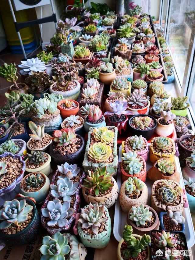多肉的绿植养护诀窍,您知道吗？