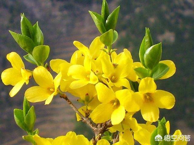 迎春花的叶片可以用什么四字词语形容？？