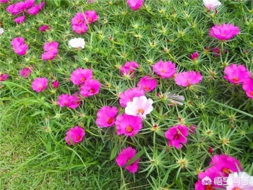 大花六道木药用价值:大花六道木药用价值 庭院花卉盆栽有哪些配置品种？