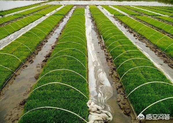 水稻育种的方法有哪些