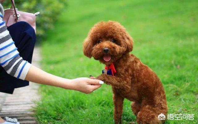 比格犬性格公泰迪绝育:泰迪到底要不要做绝育手术？