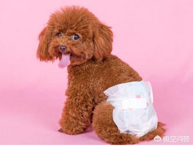 比格犬性格公泰迪绝育:泰迪到底要不要做绝育手术？
