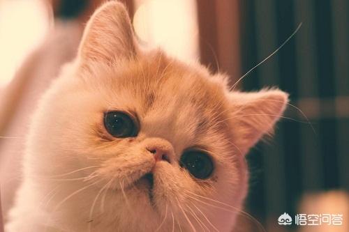 猫咪血尿可自己好么:加菲猫尿尿出血可以治愈吗？