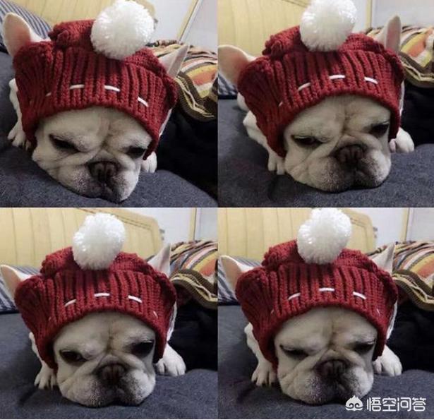 法国斗牛犬母很难养吗:饲养法国斗牛犬会遇到什么问题？