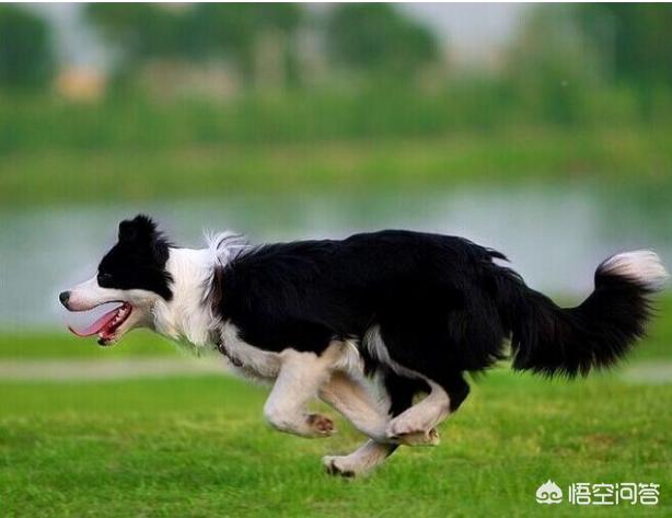 一位忠诚的守望犬:什么狗狗最忠诚，会为主人卖命一辈子？