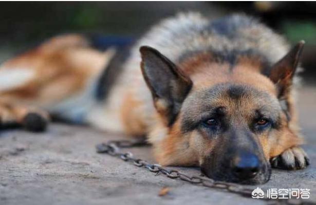 一位忠诚的守望犬:什么狗狗最忠诚，会为主人卖命一辈子？