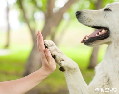 菜狗是什么意思，宠物狗在人眼里是狗，那主人在狗眼里是什么