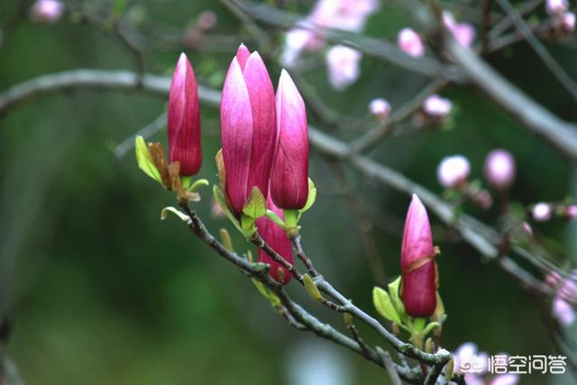 唐·白居易《题令狐家木兰花》释义:前两句为一层,着重从外观形态