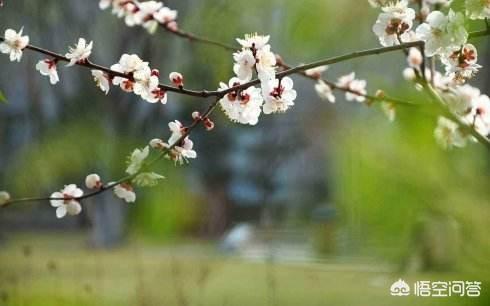 读完志南和尚的《绝句》,你领悟了什么？