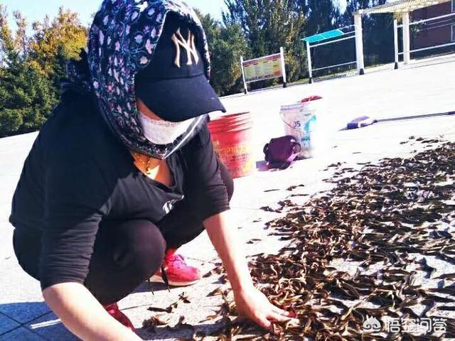 湖南养殖黄锦蛇:现在在农村养殖黄鳝还有前景吗？