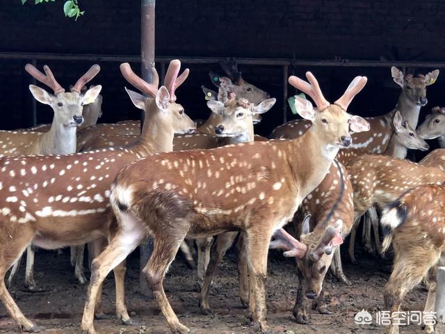在农村里,最适合发展什么产业？