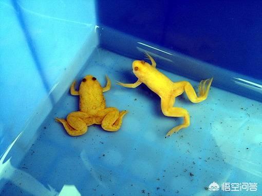 世界上最丑的狗的图片大全:最丑的动物能有多辣眼睛？ 世界上最丑的狗的照片是什么