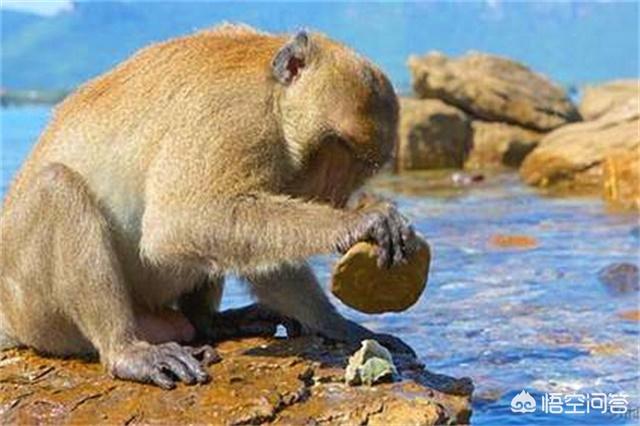 跗猴和类人猿:都说人是类人猿进化而来，那类人猿又是咋来的？