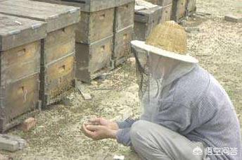 关于蜜蜂的知识有哪些:蜜蜂越冬期间，造成蜜蜂空飞的原因有哪些？怎样养好蜜蜂呢？