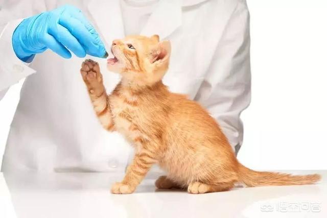 猫泛白细胞减少症传染:长毛猫呕吐拉稀食欲差怎么回事？