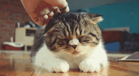 猫泛白细胞减少症传染:长毛猫呕吐拉稀食欲差怎么回事？