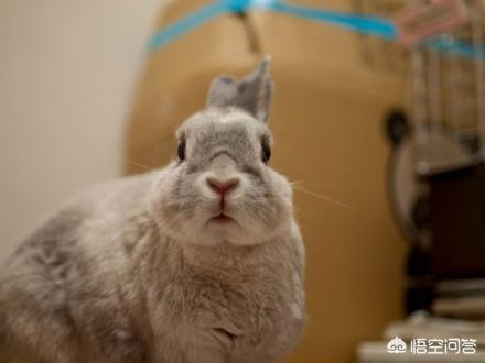 兔子眼里有异物是咋回事，兔子嘴巴眼睛都有白色，兔子眼上有白色膜是怎么一回事