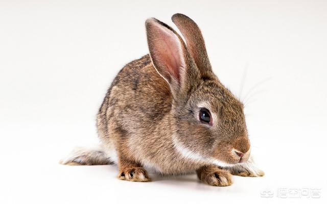 兔子眼里有异物是咋回事，兔子眼睛里有白色物体要怎么办