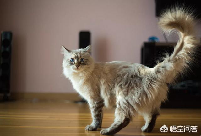 甜蜜猫猫01话:猫咪爱你，你觉得会有什么表现？