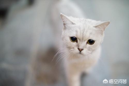 猫咪绝育后照片:猫绝育后脸变小了，公猫绝育后脸变尖怎么办？