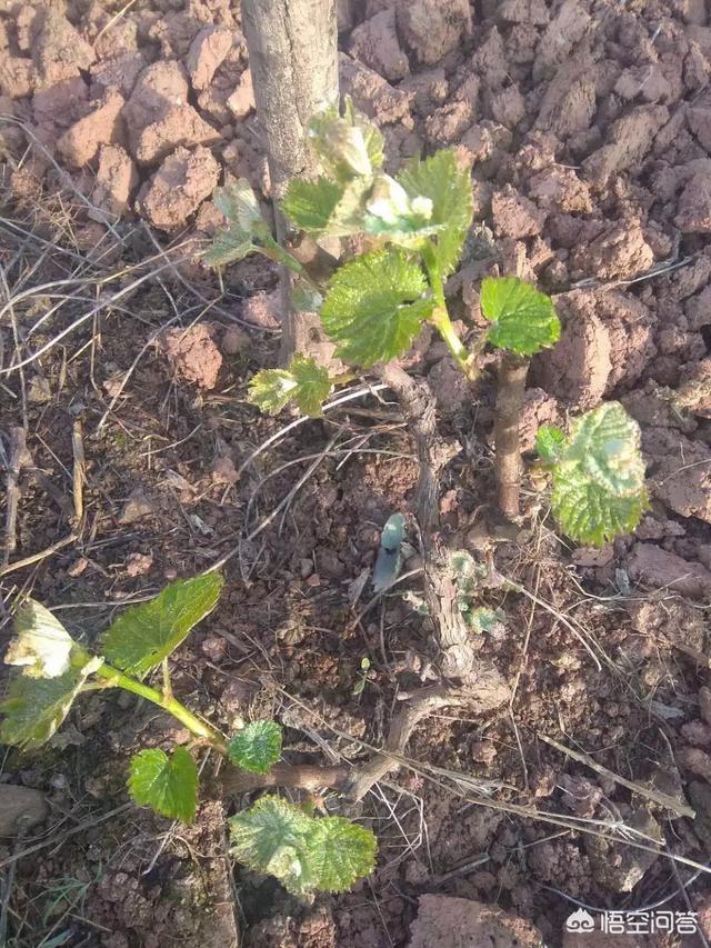 葡萄种植技术大全:葡萄的种植栽培管理技术要点有哪几点呢？