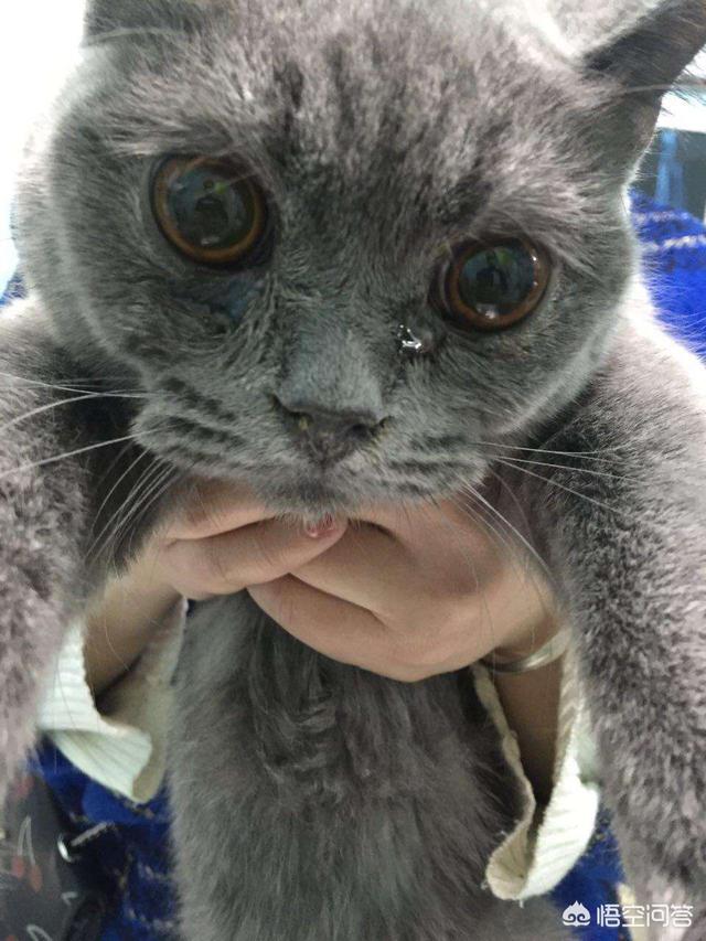 猫瘟试纸一条线不明显:买的猫有猫瘟传染给自家的猫怎么办？