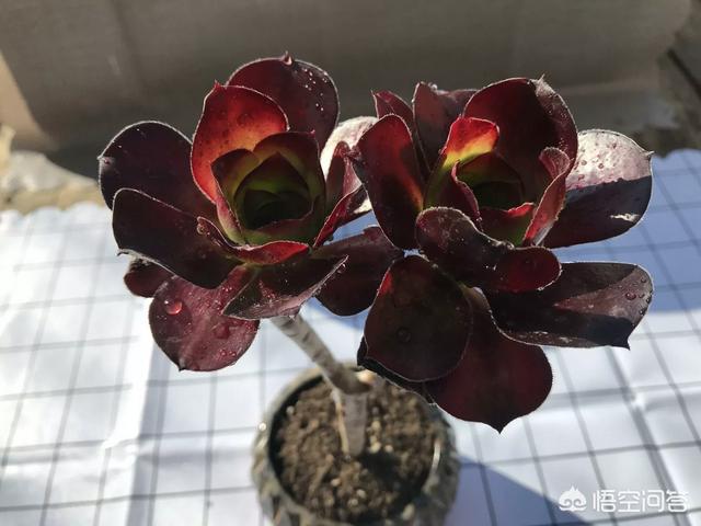 魔南景天夏季落叶怎么办:多肉植物的叶子变黄快要脱落了?怎么办？
