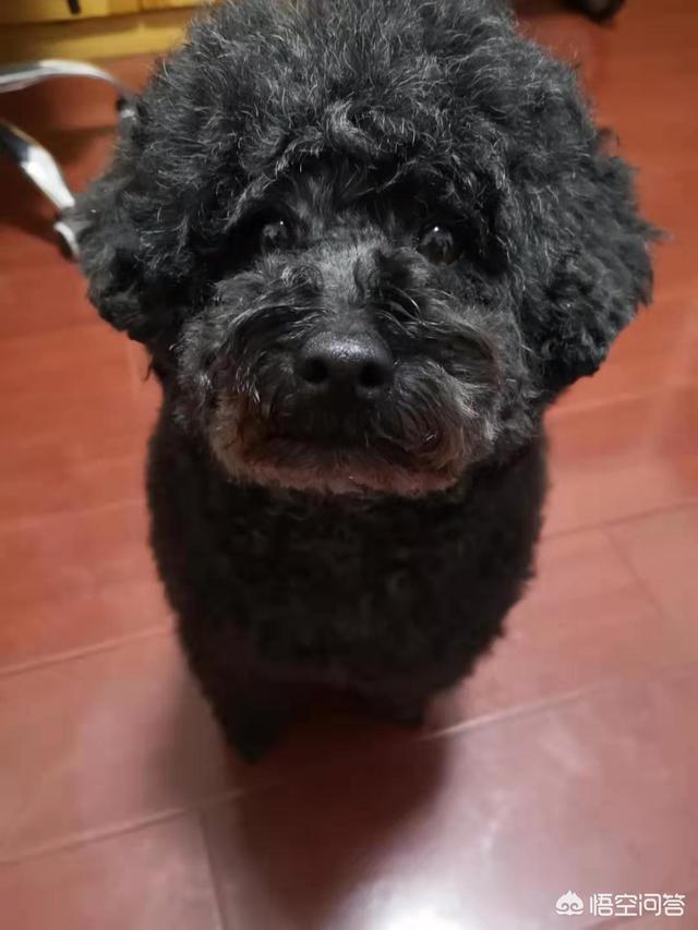 茶杯犬视频:在朋友圈里发什么最能吸引年轻的女孩子，搞笑幽默的最好？ 茶杯犬视频大全