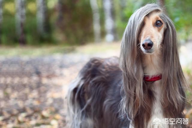 可卡犬图片大全:养哪些狗狗是比较聪明呢？