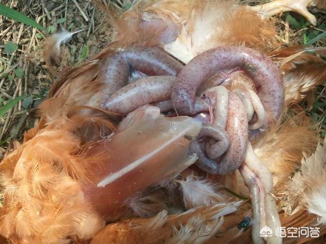 头条问答 - 农村养鸡出现酱色粪便,不爱吃料蛋减产是为什么?