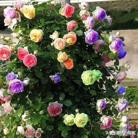 七彩玫瑰花(七彩玫瑰花的寓意和象征)