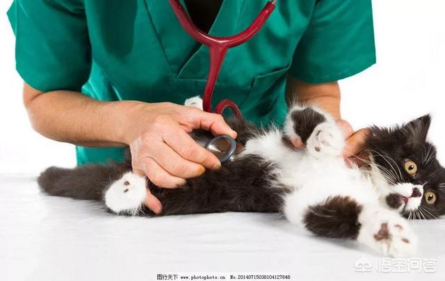 日照爱心宠物医院:作为一个宠物医生是什么样的体验？